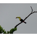 Keel-billed Toucan. Photo by Rick Taylor. All rights reserved.