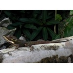 Brown Basilisk on Cozumel. Photo by Rick Taylor. Copyright Borderland Tours. All rights reserved.