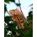 Green Iguana on Cozumel. Photo by Rick Taylor. Copyright Borderland Tours. All rights reserved.