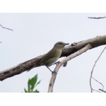 Yucatan Vireo. Photo by Rick Taylor. Copyright Borderland Tours. All rights reserved.