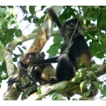 Central American Spider Monkeys. Photo by Rick Taylor. Copyright Borderland Tours. All rights reserved.