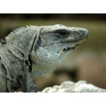 Black Iguana at Uxmal. Photo by Rick Taylor. Copyright Borderland Tours. All rights reserved.