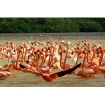 American Flamingos from the Boat. Photo by Rick Taylor. Copyright Borderland Tours. All rights reserved.