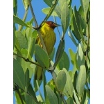 “Mangrove” Yellow Warbler. Photo by Rick Taylor. Copyright Borderland Tours. All rights reserved.