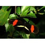 Erato Longwing. Photo by Rick Taylor. Copyright Borderland Tours. All rights reserved.