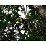 Keel-billed Toucan. Photo by Rick Taylor. Copyright Borderland Tours. All rights reserved.