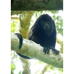 Yucatan Black Howler Monkey. Photo by Rick Taylor. Copyright Borderland Tours. All rights reserved.