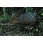 Collared Peccary. Photo by Rick Taylor. Copyright Borderland Tours. All rights reserved.