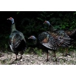 Ocellated Turkeys at Calakmul. Photo by Rick Taylor. Copyright Borderland Tours. All rights reserved.