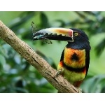 Collared Aracari with cicada. Photo by James Adams, copyright The Lodge at Pico Bonito. All rights reserved.