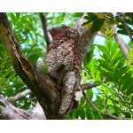 Great Potoo. Photo by James Adams, copyright The Lodge at Pico Bonito. All rights reserved.