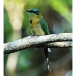 Keel-billed Motmot. Photo by James Adams, copyright The Lodge at Pico Bonito. All rights reserved.