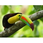 Keel-billed Toucan. Photo by James Adams, copyright The Lodge at Pico Bonito. All rights reserved.