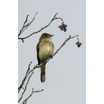 Alder Flycatcher. Photo by Dave Johnson. All rights reserved.