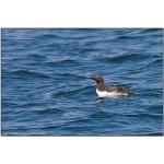 Common Murre. Photo by Dave Kutilek. All rights reserved.