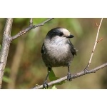 Gray Jay. Photo by Rick Taylor. Copyright Borderland Tours. All rights reserved.