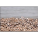 Piping Plover. Photo by Dave Kutilek. All rights reserved.