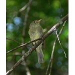 Yellow-bellied Flycatcher. Photo by Rick Taylor. Copyright Borderland Tours. All rights reserved.