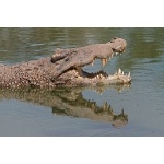 Cuban Crocodile. Photo by C. Allan Morgan. All rights reserved.