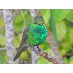 Cuban Emerald. Photo by C. Allan Morgan. All rights reserved.