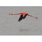 Greater Flamingo in flight. Photo by C. Allan Morgan. All rights reserved.