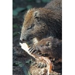 Hutia with baby. Photo by C. Allan Morgan. All rights reserved.