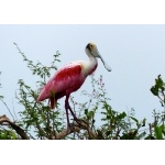 Roseate Spoonbill. Photo by Rick Taylor. Copyright Borderland Tours. All rights reserved.