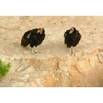 California Condors. Photo by Rick Taylor. Copyright Borderland Tours. All rights reserved.
