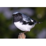 Black-throated Blue Warbler. Photo by Rick Taylor. Copyright Borderland Tours. All rights reserved.