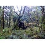 Fallen Southern Beech, Fiordland National Park. Photo by Rick Taylor. Copyright Borderland Tours. All rights reserved.