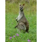 Pretty-faced Wallaby with joey. Photo by Rick Taylor. Copyright Borderland Tours. All rights reserved.