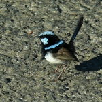 Superb Fairywren. Photo by Rick Taylor. Copyright Borderland Tours. All rights reserved.