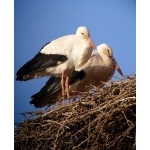 White Storks on nest