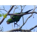 Hispaniolan Parakeet. Photo by Rick Taylor. Copyright Borderland Tours. All rights reserved.