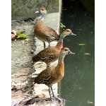 West Indian Whistling-Ducks. Photo by Rick Taylor. Copyright Borderland Tours. All rights reserved.