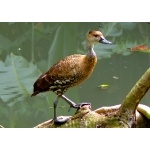 West Indian Whistling-Duck. Photo by Rick Taylor. Copyright Borderland Tours. All rights reserved.