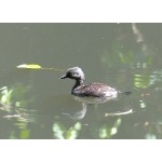 Least Grebe. Photo by Rick Taylor. Copyright Borderland Tours. All rights reserved.