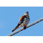 Caribbean form American Kestrel. Photo by Rick Taylor. Copyright Borderland Tours. All rights reserved.