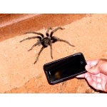 Hispaniolan Giant Tarantula, Phormictopus cancerides, with Cell Phone. Photo by Rick Taylor. Copyright Borderland Tours. All rights reserved.