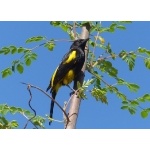 Hispiolan Oriole. Photo by Rick Taylor. Copyright Borderland Tours. All rights reserved.