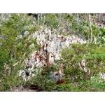 Limestone plants near Cabo Rojo. Photo by Rick Taylor. Copyright Borderland Tours. All rights reserved.