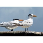 Royal Terns. Photo by Rick Taylor. Copyright Borderland Tours. All rights reserved.