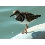 Ruddy Turnstone. Photo by Rick Taylor. Copyright Borderland Tours. All rights reserved.