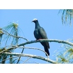 White-crowned Pigeon. Photo by Rick Taylor. Copyright Borderland Tours. All rights reserved.