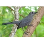 Gray Catbird. Photo by Rick Taylor. Copyright Borderland Tours. All rights reserved.