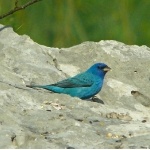 Indigo Bunting. Photo by Rick Taylor. Copyright Borderland Tours. All rights reserved.