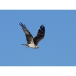 Osprey in flight. Photo by Rick Taylor. Copyright Borderland Tours. All rights reserved.