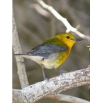 Prothonotary Warbler. Photo by Rick Taylor. Copyright Borderland Tours. All rights reserved.