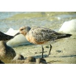Red Knot. Photo by Rick Taylor. Copyright Borderland Tours. All rights reserved.