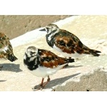 Ruddy Turnstones. Photo by Rick Taylor. Copyright Borderland Tours. All rights reserved.